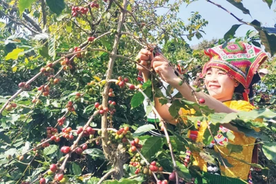 Nông dân Sơn La thu hoạch cà-phê. (Ảnh: QUỐC TUẤN)