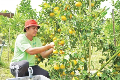 Nông dân Đồng Tháp chăm sóc cây quýt hồng