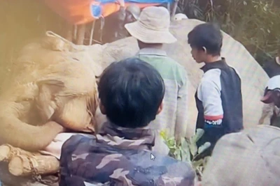 Voi Bắk Khăm được phát hiện bị chết trong rừng.