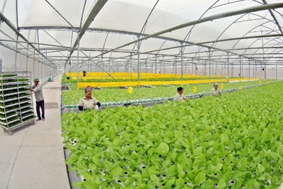 Khu vực trồng rau thủy canh theo công nghệ Israel của nông trường VinEco Tam Đảo. (Ảnh TRẦN AN)