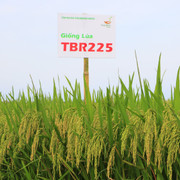 Giống lúa TBR225