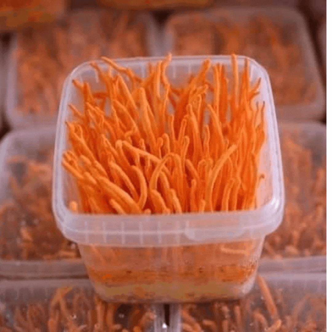 Đông trùng hạ thảo tươi Phương Thùy