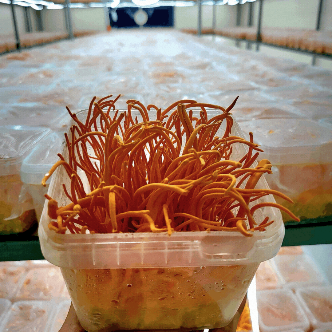 Đông trùng hạ thảo tươi Phương Thùy