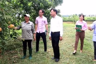 Mô hình trồng trọt, phát triển kinh tế từ vốn vay của ngân hàng chính sách xã hội.