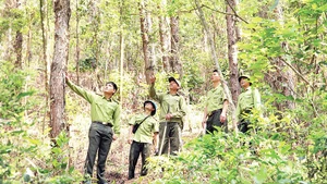 Lực lượng kiểm lâm Vĩnh Phúc tuần tra rừng.