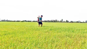 Diện tích lúa hè thu ở xã Thạnh Phú bị bệnh đạo ôn nặng.