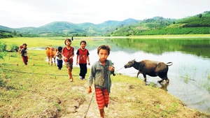 Các em nhỏ thôn Wang Hra dắt trâu ra đồng.