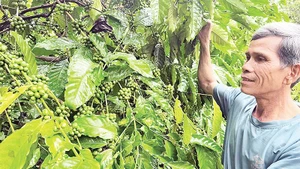 Già làng Rơ Mah Blơi luôn gương mẫu trong việc phát triển kinh tế-xã hội ở địa phương.