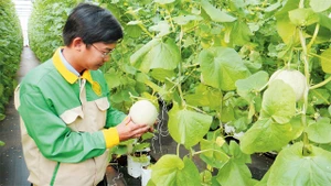 Mô hình trồng dưa lê tại Trung tâm ứng dụng công nghệ sinh học Đồng Nai, xã Xuân Đường, huyện Cẩm Mỹ (Đồng Nai). Ảnh: TÂN TÂN