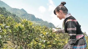 Buổi sáng lên nương chè.