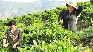 Chè shan tuyết phát triển trên đất Huồi Tụ.