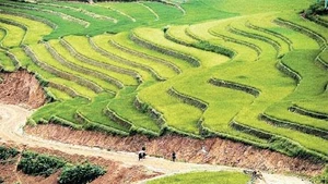 "Vua" mở ruộng bậc thang