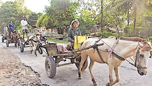 Thời hưng thịnh, ở Bảy Núi có cả trăm xe ngựa vận chuyển cả người vàhàng hóa xuôi ngược khắp vùng.