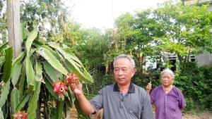 Thành công với giống thanh long mới trồng thử, ông Nhợi dự định sẽ cùng bà con nhân rộng.