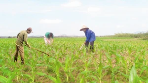Sau lũ, bà con xóm 1 (Hương Xuân, Hương Khê, Hà Tĩnh) đổ ra đồng chăm sóc ngô.