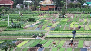 Vườn rau Trà Quế.