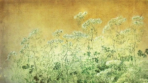 Hoa mùi. Tranh: TRẦN DUY