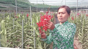 Chăm sóc hoa lan tại trang trại Huyền Thoại, xã An Nhơn Tây, Củ Chi. 