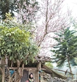 Tết ở nhà người Hmông, Hà Giang.Ảnh: Dương Khánh