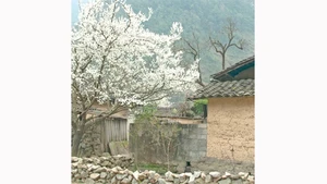 Ảnh : Mạnh Trường 