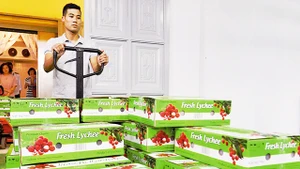 Vải thiều Lục Ngạn (Bắc Giang) và Thanh Hà (Hải Dương) được chiếu xạ trước khi xuất khẩu sang Ô-xtrây-li-a. Ảnh: LÊ HIẾU
