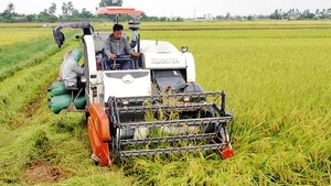 Thu hoạch lúa chiêm ở huyện Kiến Xương (Thái Bình).