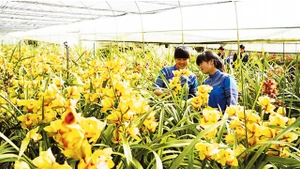 Mô hình trồng hoa ứng dụng công nghệ cao tại huyện Bắc Hà (Lào Cai). Ảnh: NGỌC BẰNG