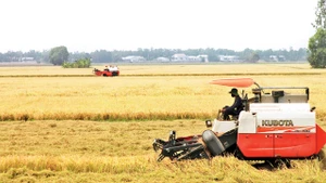 Những cánh đồng vàng vùng Châu thổ Cửu Long.