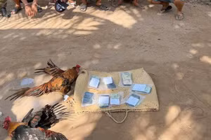 Hiện trường vụ đá gà ăn thua bằng tiền.