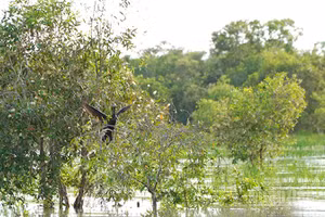 Một góc của khu A1, Vườn quốc gia Tràm Chim. (Ảnh: HỮU NGHĨA)