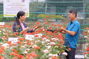 Nhiều giống hoa hồng mới được lai tạo từ hoa hồng lửa của Làng hoa Sa Đéc được Viện Cây ăn quả miền nam giới thiệu tại hội thảo “Giới thiệu giống hoa hồng mới và quy trình kỹ thuật”.