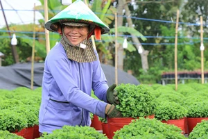 Nông dân Sa Đéc chăm sóc hoa. (Ảnh: Ban tổ chức)