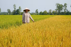 Bà Phạm Thị Ngọc Mến tại diện tích lúa bị thiệt hại.