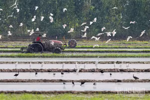 Đồng lúa ở vùng đệm Vườn quốc gia Tràm Chim, nơi dừng chân của một số lượng rất lớn các loài chim di cư.
