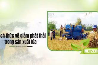 Thách thức về giảm phát thải trong sản xuất lúa