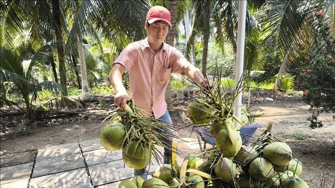 Nông dân Bến Tre (cũ) thu hoạch dừa xiêm xanh. (Ảnh minh họa: TTXVN)