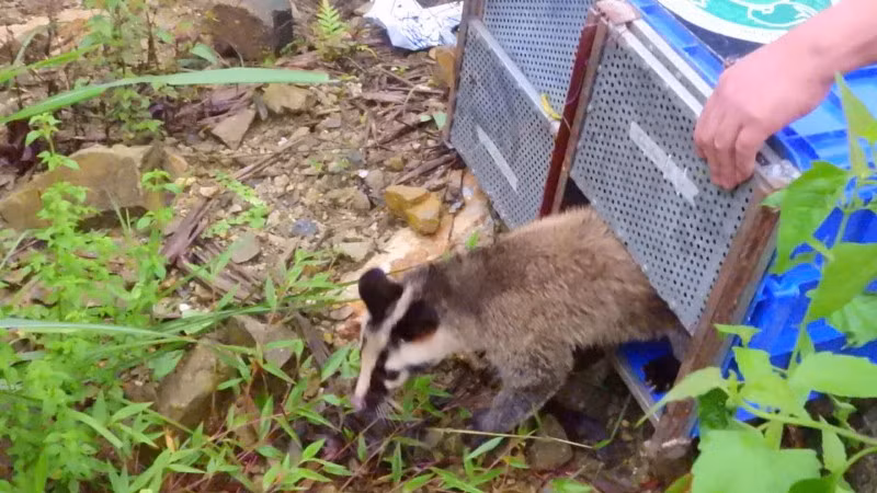 Lực lượng chức năng tổ chức tái thả nhiều cá thể động vật hoang dã về Vườn quốc gia Tam Đảo, trong đó nhiều cá thể thuộc nhóm động vật rừng nguy cấp, quý, hiếm. (Ảnh: Vườn quốc gia Tam Đảo)