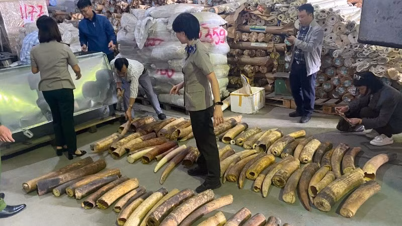 Số lượng lớn ngà voi tang vật vụ án chuẩn bị tiêu hủy. (Ảnh: ENV)