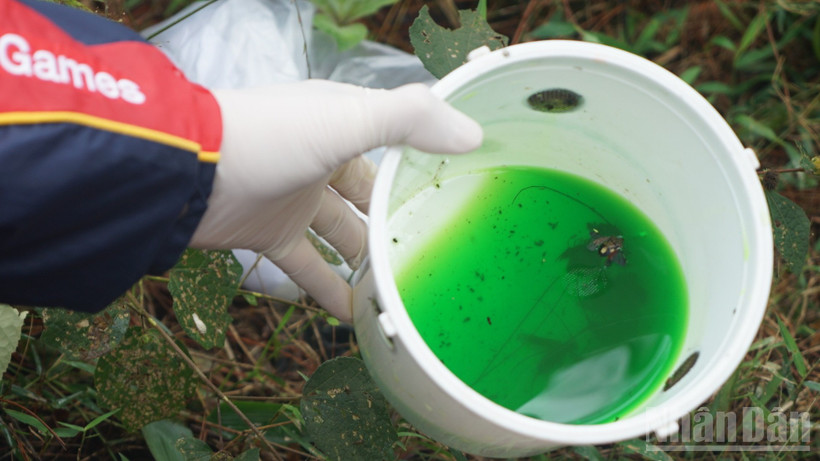 Những mẫu côn trùng hại gỗ được các nhà khoa học thu thập qua bẫy để phục vụ nghiên cứu bảo vệ rừng. (Ảnh: TRUNG HƯNG)