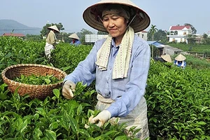 Thu hái chè Tân Cương. Ảnh: Đăng Hồng