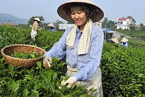 Thu hái chè Tân Cương. Ảnh: Đăng Hồng