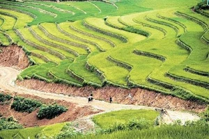 "Vua" mở ruộng bậc thang