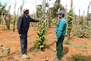 Già Kpă Phái (bên trái) chia sẻ kinh nghiệm trồng hồ tiêu cho người dân.