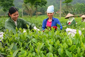 Người dân xã Tân Cương (Thái Nguyên) thu hái chè vụ xuân.