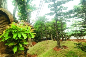 Rừng lạ ở thủ đô & người đưa cây về phố