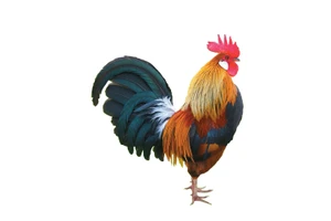 Con gà trống của người Dao 