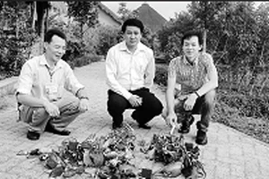 Ông Thiều (bên trái) bên ''chiến lợi phẩm'', tiêu diệt loài chuột lạ phá hại cây sâm Ngọc Linh.