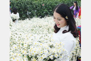 Cúc họa mi bên nụ cười con gái
