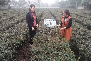 Giám đốc HTX chè La Bằng Nguyễn Thị Hải (bên phải) giới thiệu quy trình sản xuất chè sạch. 