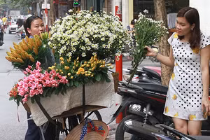 Cúc họa mi theo chân xe hàng rong về phố. Ảnh: Lê MINH